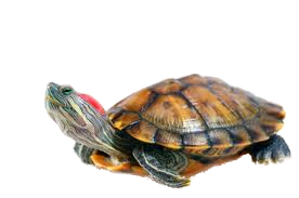 wpd91c1279.png